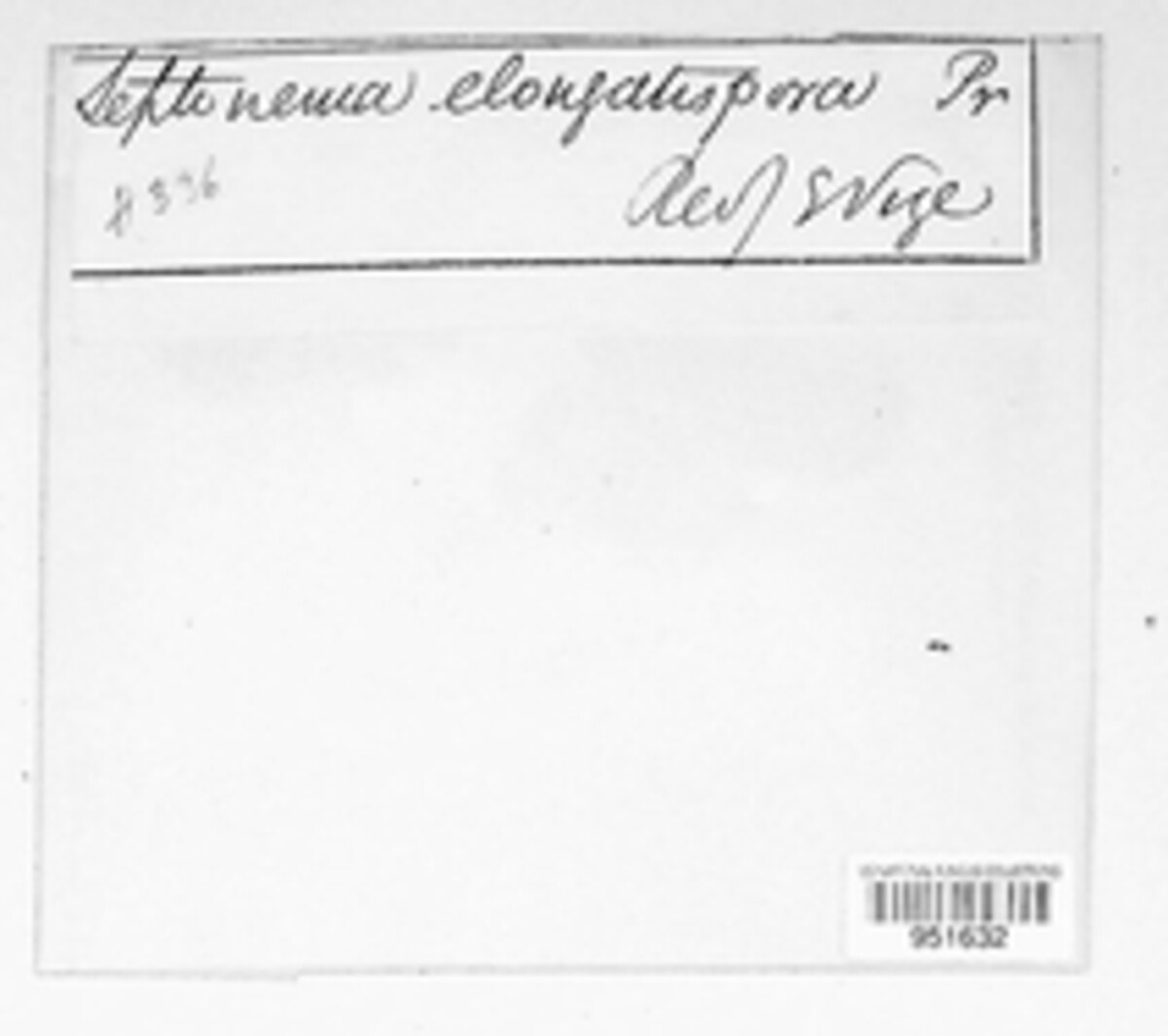 Septonema elongatispora image